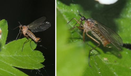 Réf. 281 075 : Empis trigramma